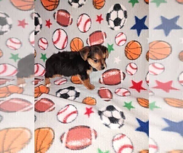 Medium Photo #4 YorkiePoo Puppy For Sale in LAPEER, MI, USA