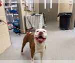 Small American Pit Bull Terrier Mix