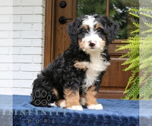 Bernedoodle (Miniature) Puppy for sale in NARVON, PA, USA