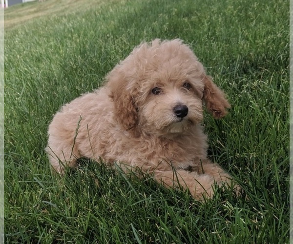 Medium Photo #6 Poodle (Miniature) Puppy For Sale in FREDERICKSBURG, OH, USA