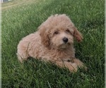 Small Photo #6 Poodle (Miniature) Puppy For Sale in FREDERICKSBURG, OH, USA