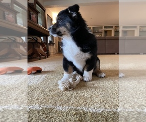 Aussie-Corgi Puppy for Sale in MYRTLE CREEK, Oregon USA