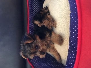 Yorkshire Terrier Puppy for sale in FORT LAUDERDALE, FL, USA