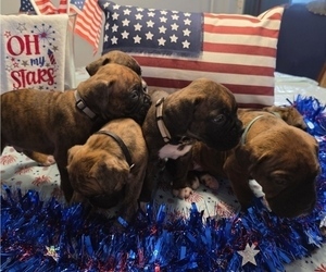 Boxer Puppy for Sale in FORT MYERS, Florida USA