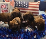 Small Boxer