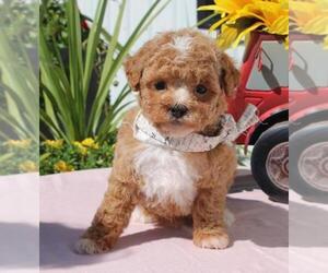 Poodle (Toy) Puppy for sale in ORO VALLEY, AZ, USA