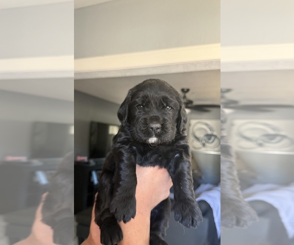 Medium Photo #1 Golden Labrador Puppy For Sale in MURRIETA, CA, USA