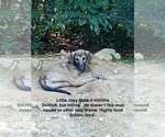 Small Anatolian Shepherd Mix