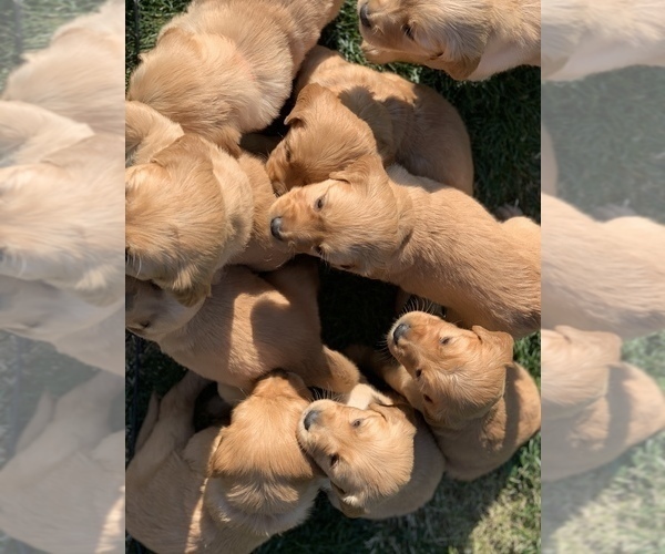 Medium Photo #3 Golden Retriever Puppy For Sale in MANTECA, CA, USA