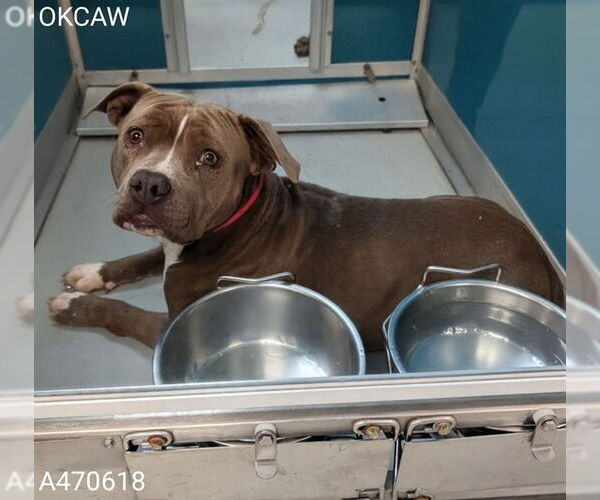 Medium Photo #1 Mutt Puppy For Sale in Oklahoma City, OK, USA