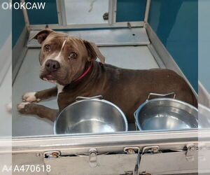 Mutt Dogs for adoption in Oklahoma City, OK, USA