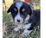 Small Photo #27 Pembroke Welsh Corgi Puppy For Sale in MIDLOTHIAN, TX, USA