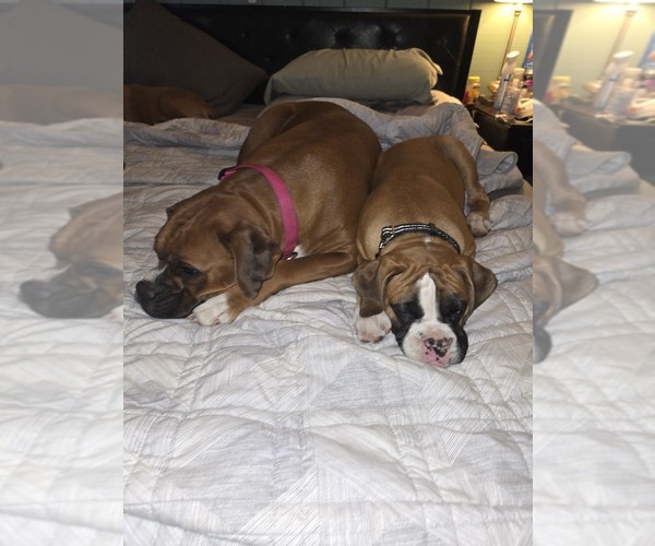Medium Photo #2 Boxer Puppy For Sale in GALLOWAY, NJ, USA