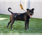 Small Photo #2 American Pit Bull Terrier Puppy For Sale in Pasadena, CA, USA
