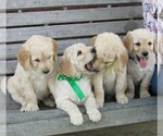 Small Photo #2 Goldendoodle Puppy For Sale in WAYNESVILLE, MO, USA
