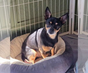 Delgado - Male Chihuahua Dog for Adoption - Photo #3