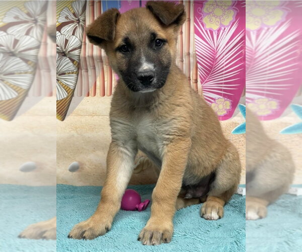 Medium Photo #1 German Shepherd Dog-Unknown Mix Puppy For Sale in Lakewood, CO, USA