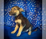 Small #2 Australian Kelpie Mix