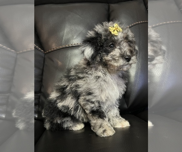 Medium Photo #8 Poodle (Miniature) Puppy For Sale in LANCASTER, KY, USA