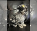 Small Photo #8 Poodle (Miniature) Puppy For Sale in LANCASTER, KY, USA
