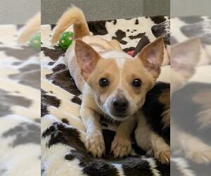 Chihuahua Dogs for adoption in San Martin, CA, USA