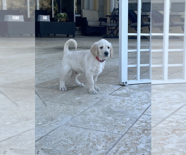 Medium Photo #52 Labradoodle Puppy For Sale in FORT LAUDERDALE, FL, USA