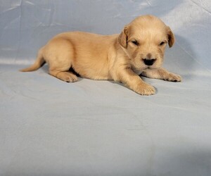 Golden Retriever Puppy for Sale in BLACK FOREST, Colorado USA