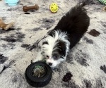 Small Photo #6 Aussie-Poo-Aussiedoodle Miniature  Mix Puppy For Sale in MILTON, WA, USA