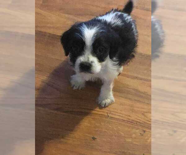 Medium Photo #2 Mutt Puppy For Sale in Aurora, IN, USA