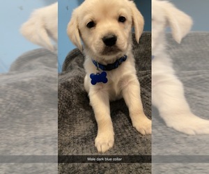 Golden Labrador Puppy for sale in CRYSTAL, MI, USA