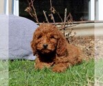Small #1 Goldendoodle (Miniature)