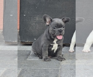 French Bulldog Puppy for sale in NORTH PORT, FL, USA