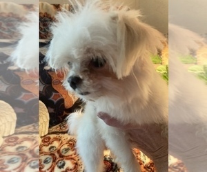 Shih Tzu Puppy for sale in LEBANON, OR, USA