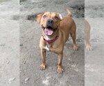 Small #1 Mutt
