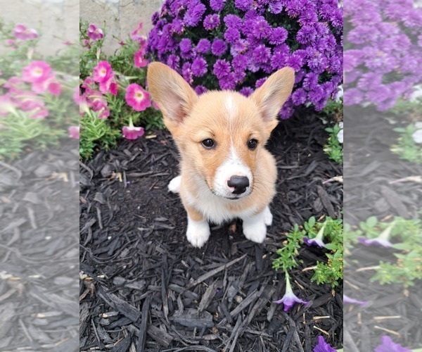 Medium Photo #29 Pembroke Welsh Corgi Puppy For Sale in SHILOH, OH, USA
