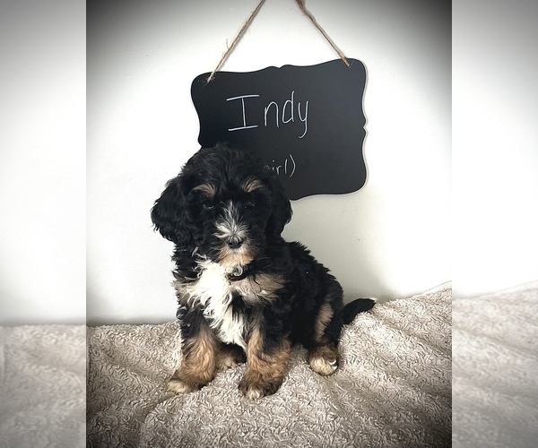 Medium Photo #1 Miniature Bernedoodle Puppy For Sale in NORTH VERNON, IN, USA