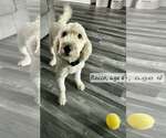 Small Goldendoodle