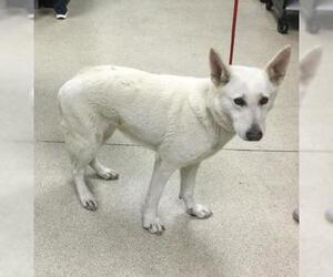 German Shepherd Dog Dogs for adoption in Riverside, CA, USA