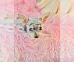 Small #4 Chihuahua