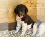 Small #3 Newfoundland