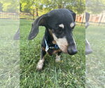 Small #2 Dachshund
