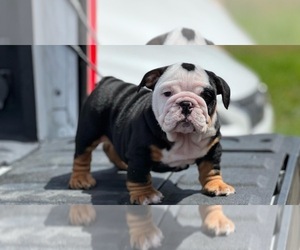 Bulldog Puppy for sale in ROSHARON, TX, USA