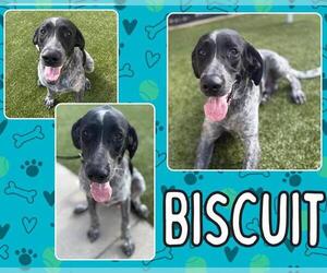 German Shorthaired Pointer-Unknown Mix Dogs for adoption in Pearland, TX, USA