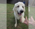 Small #11 Great Pyrenees Mix