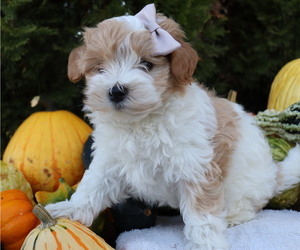 Maltipoo-Poodle (Toy) Mix Puppy for sale in HONEY BROOK, PA, USA