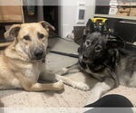 Small Photo #13 Mutt Puppy For Sale in Bellevue, WA, USA