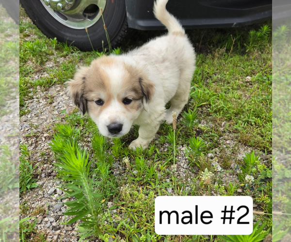 Medium Photo #4 Great Pyrenees Puppy For Sale in BOLIVAR, MO, USA