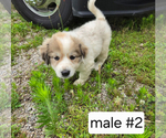 Small #3 Great Pyrenees