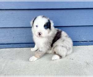 Australian Shepherd Puppy for sale in LODA, IL, USA