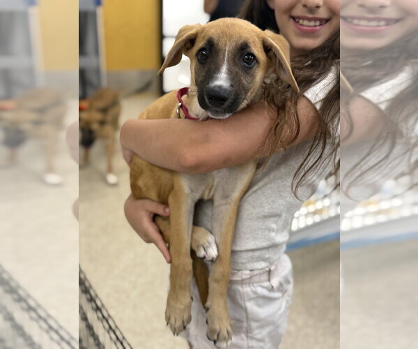 Medium Photo #4 Black Mouth Cur-Unknown Mix Puppy For Sale in Brewster, NY, USA